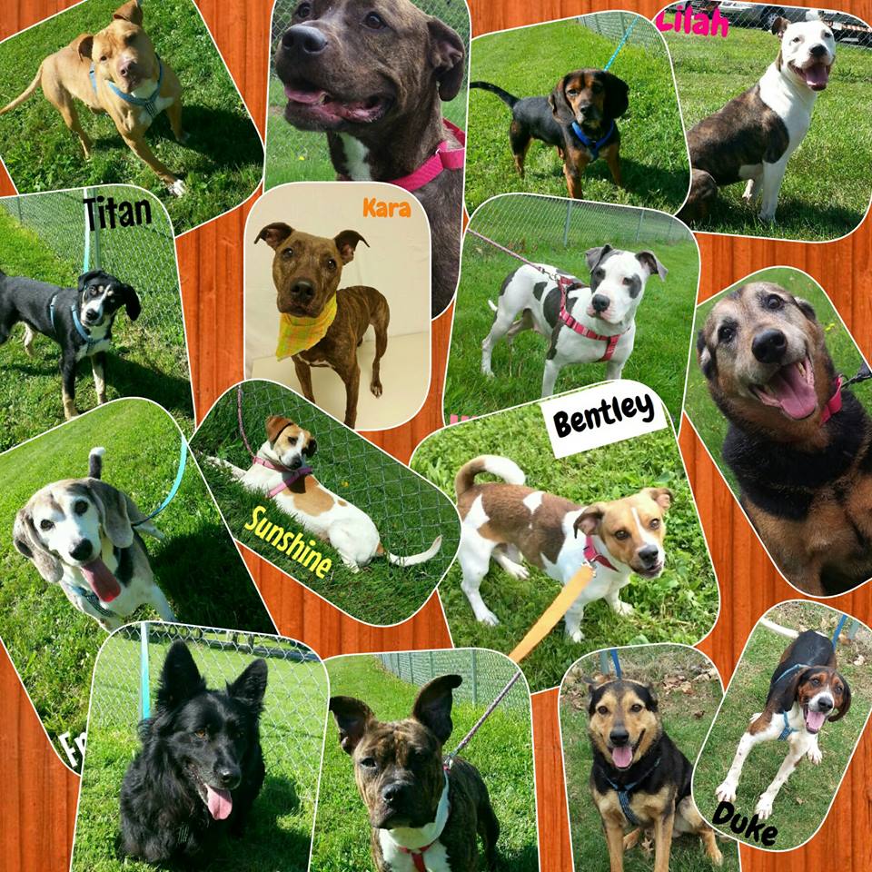 Photo 5 from HUMANE SOCIETY OF NOBLE COUNTY INC